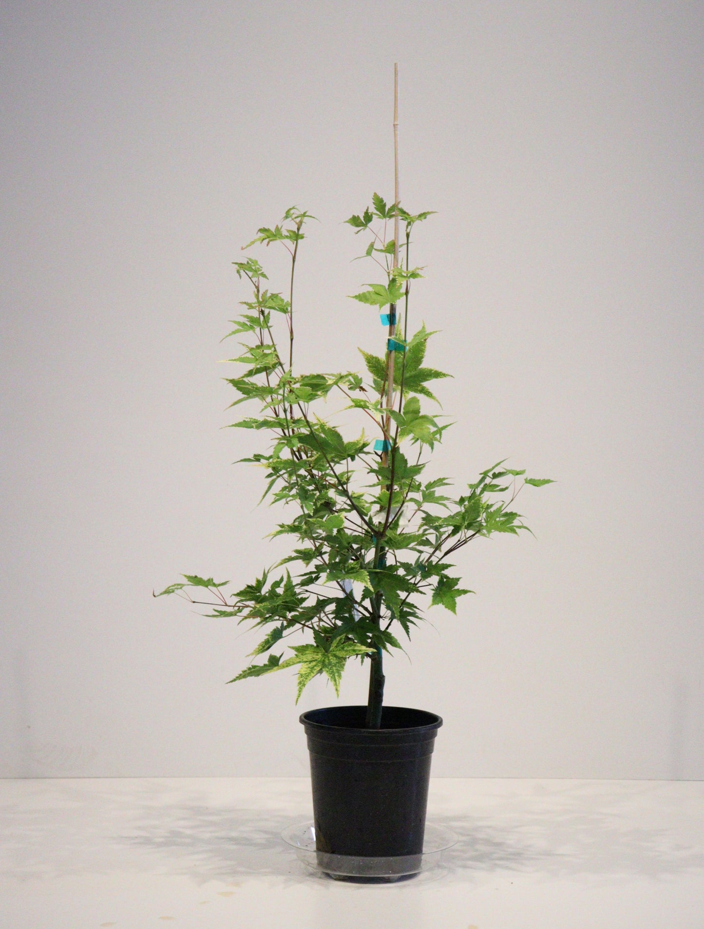Acer palmatum Sagara Nishiki