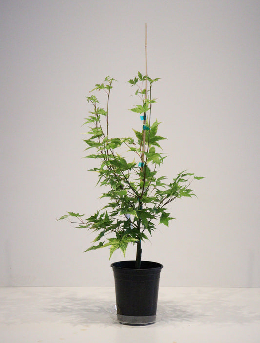 Acer palmatum Sagara Nishiki