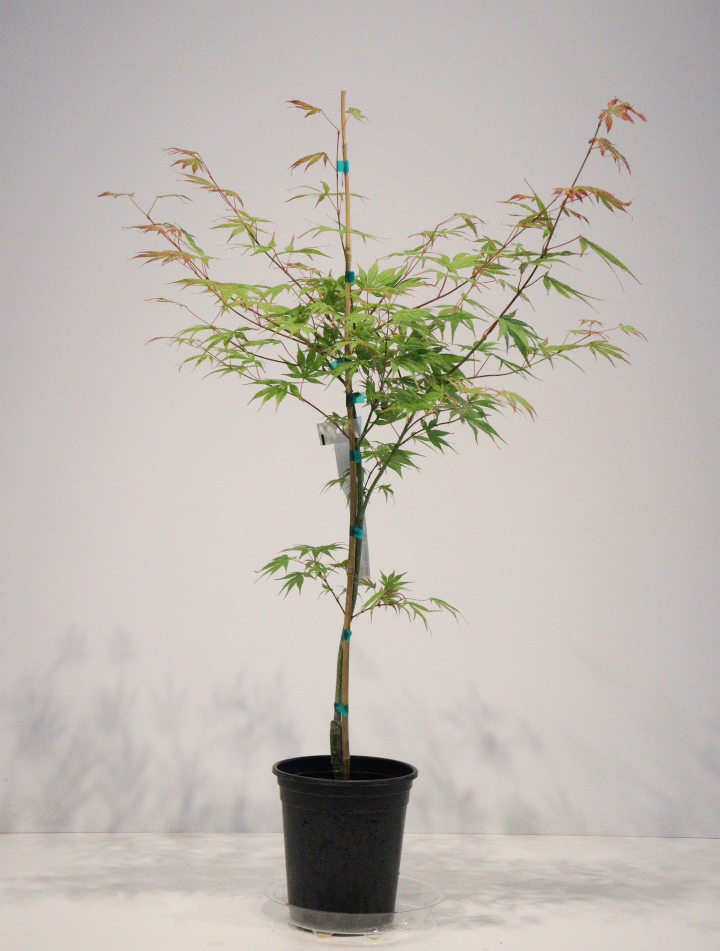 Acer palmatum Julia