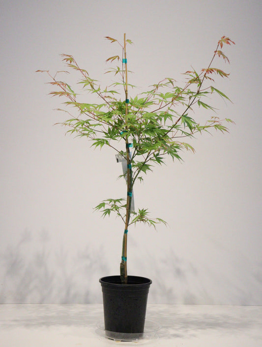 Acer palmatum Julia