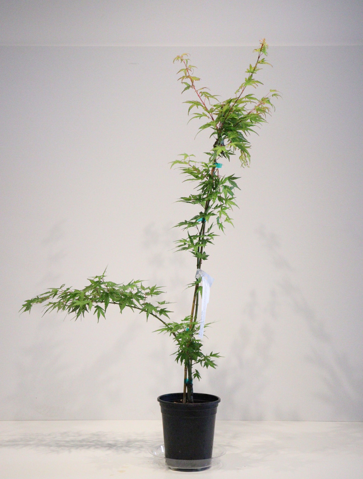 Acer palmatum Seiun kaku