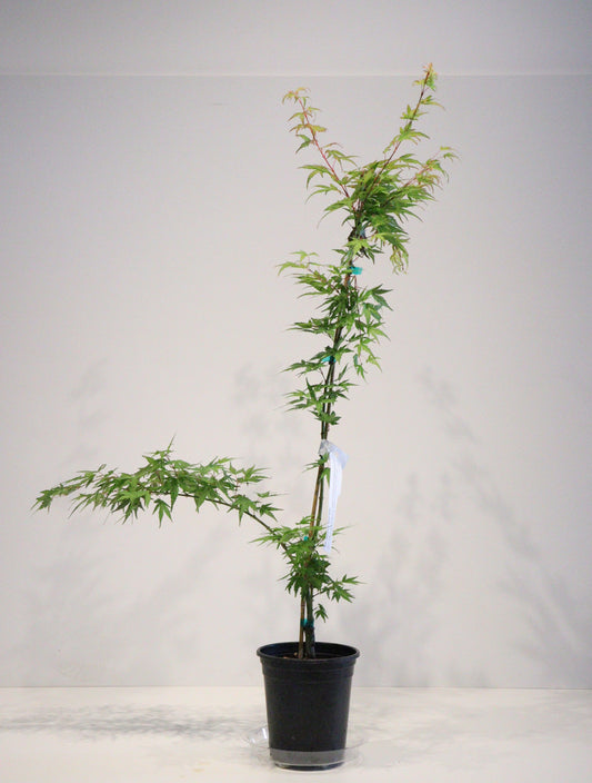Acer palmatum Seiun kaku