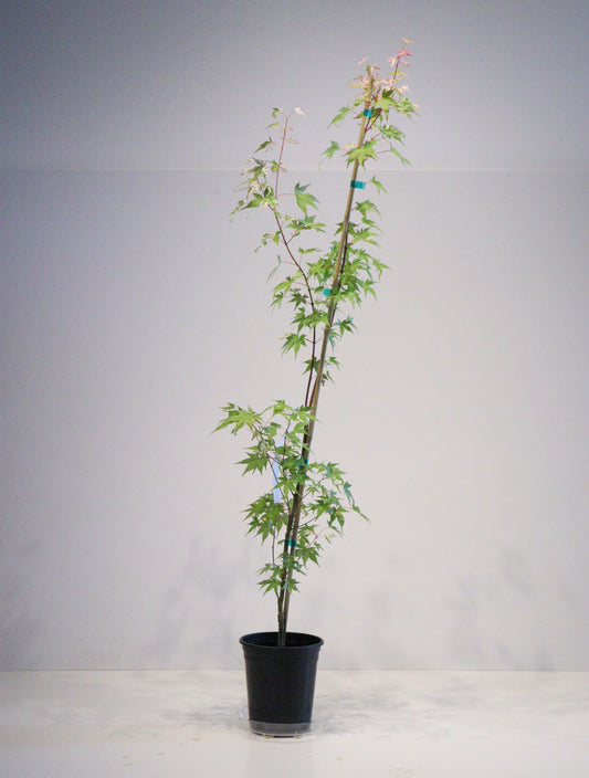 Acer palmatum Taiyo nishiki