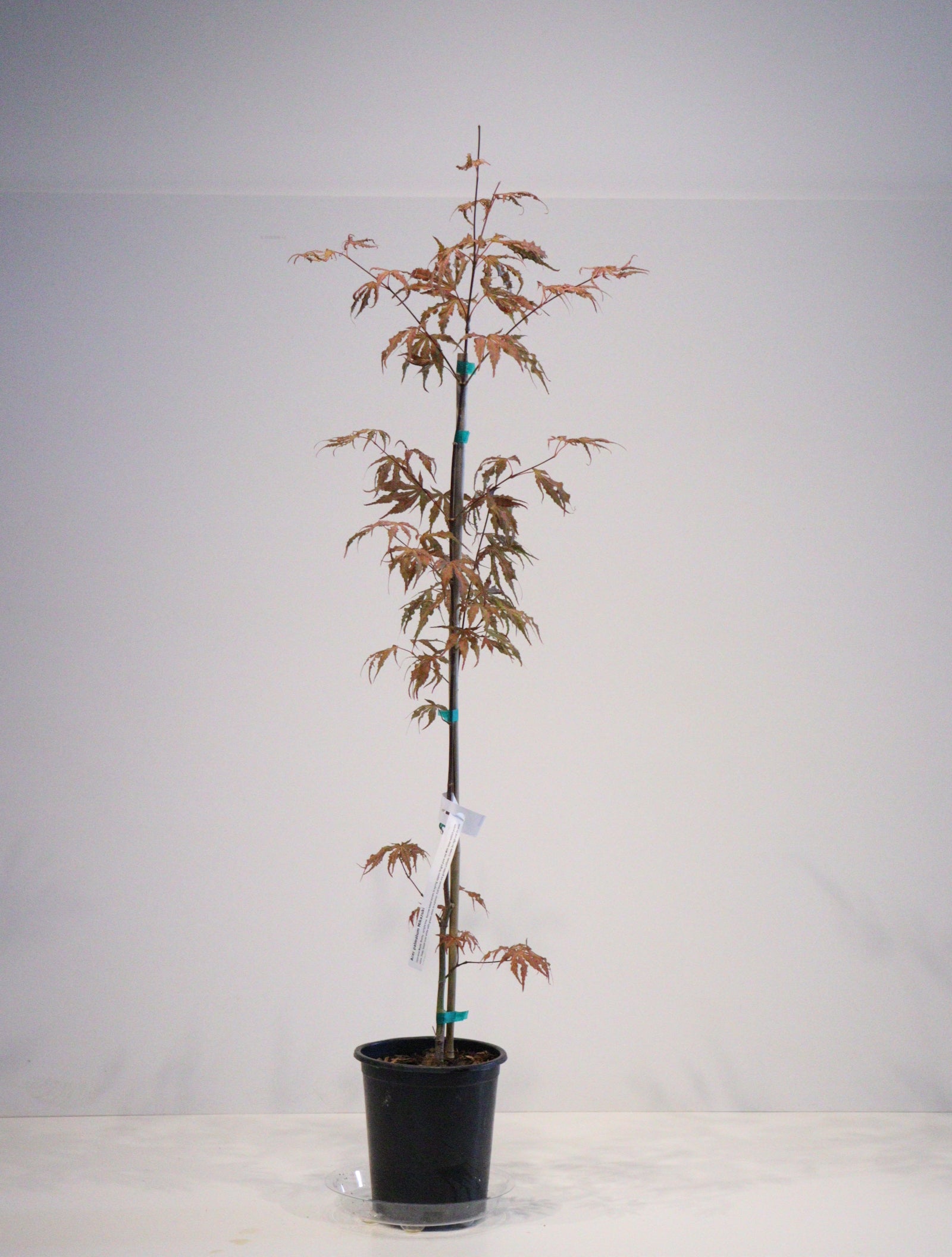 Specialty Japanese Maple – zforcefarm