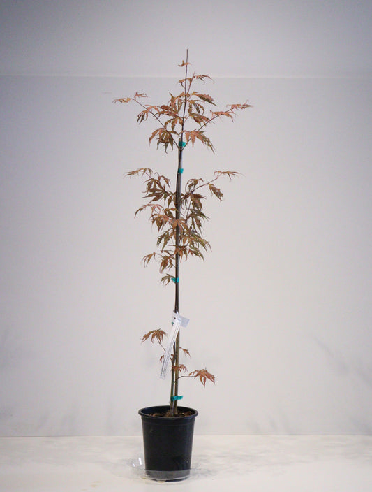 Acer palmatum Mikazuki