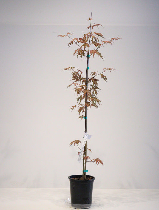 Acer palmatum Mikazuki