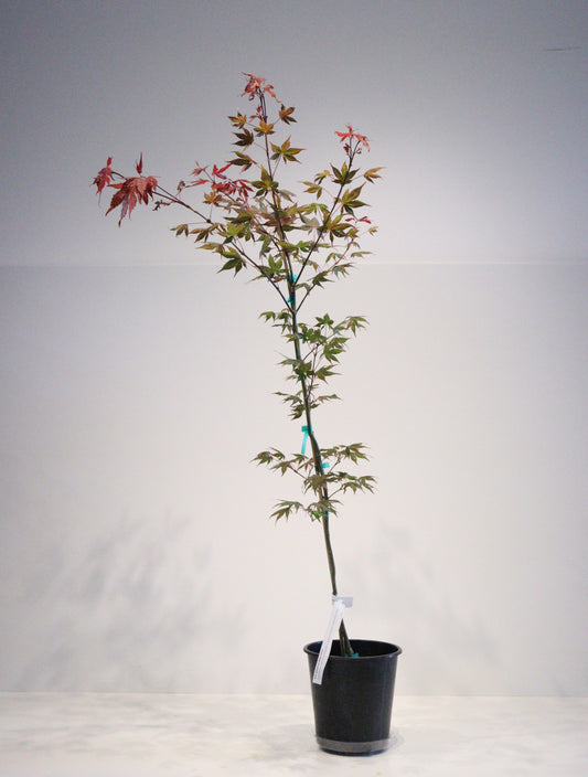 Acer palmatum Baby Ghost