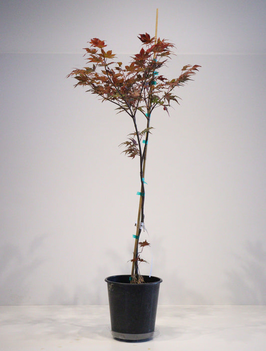 Acer palmatum Celebration