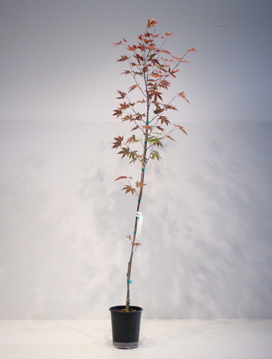 Acer palmatum Twilight