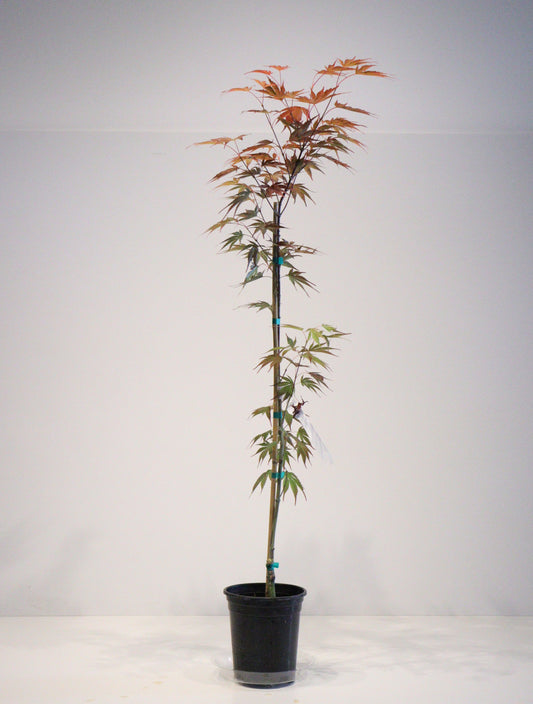 Acer shirasawanum Red dawn