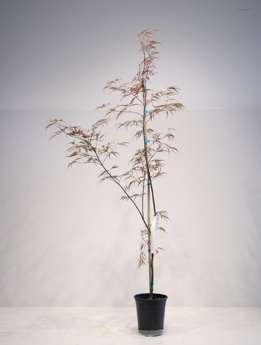 Acer palmatum dissectum English Lace