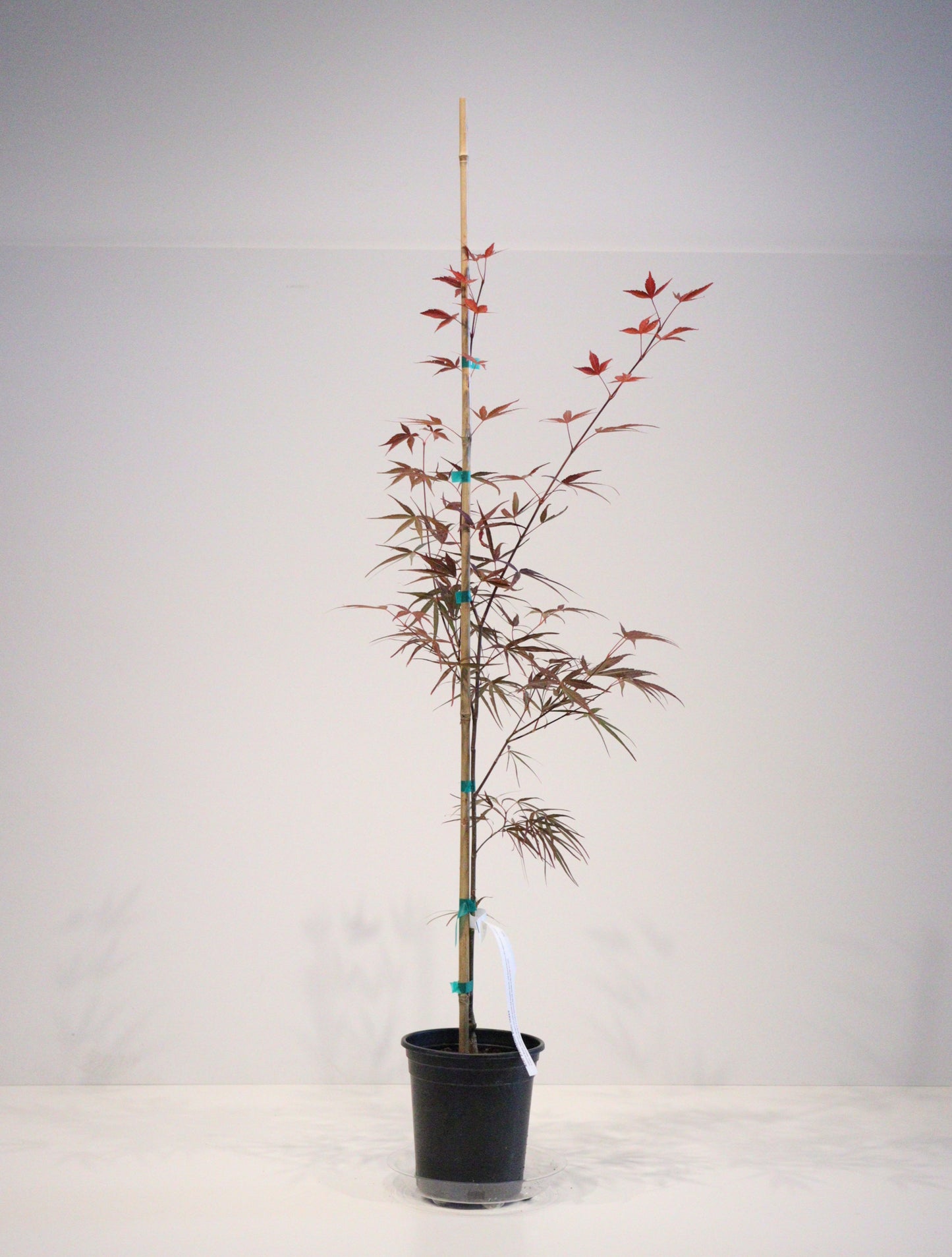 Acer palmatum Beni otake