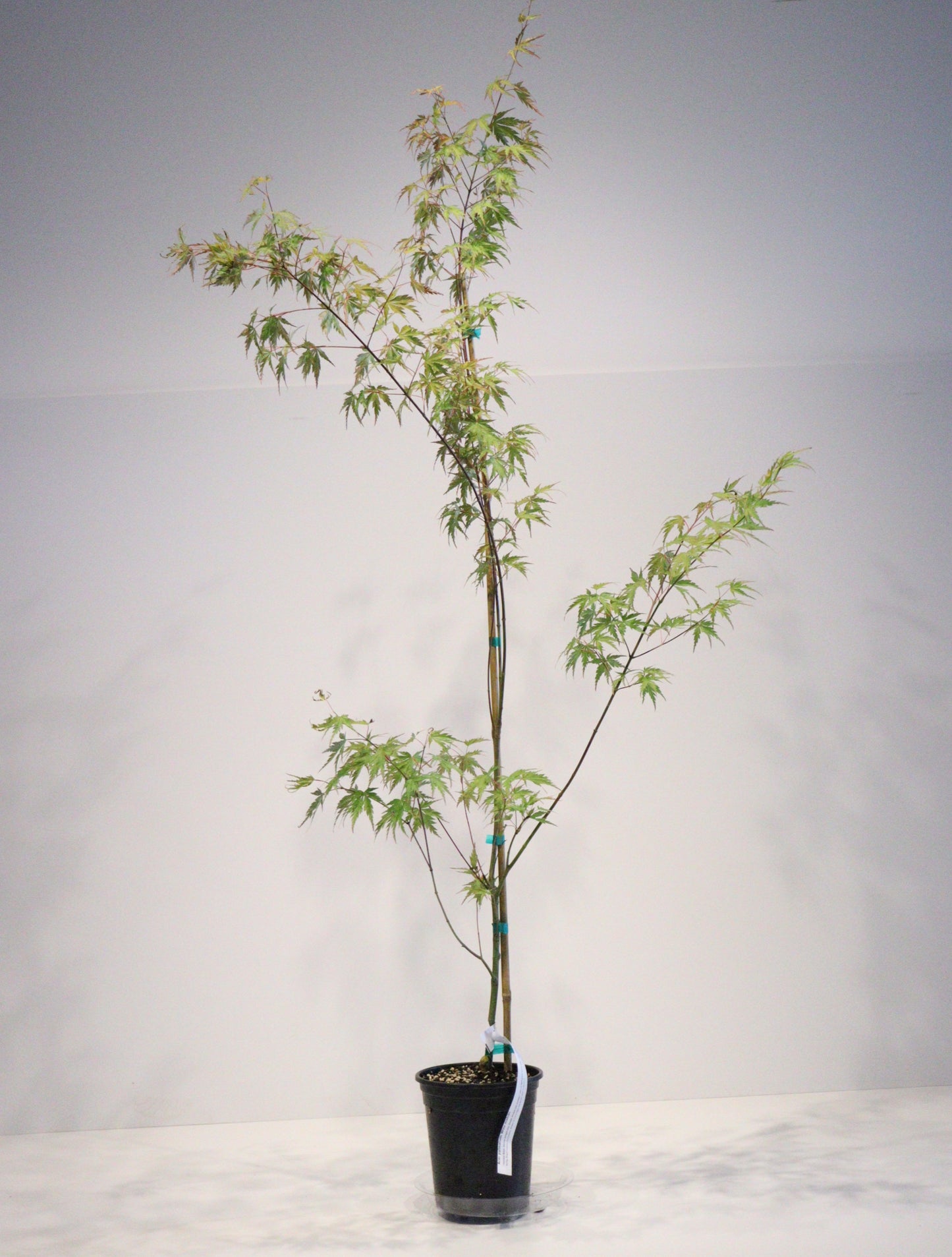 Acer palmatum wou Nishiki