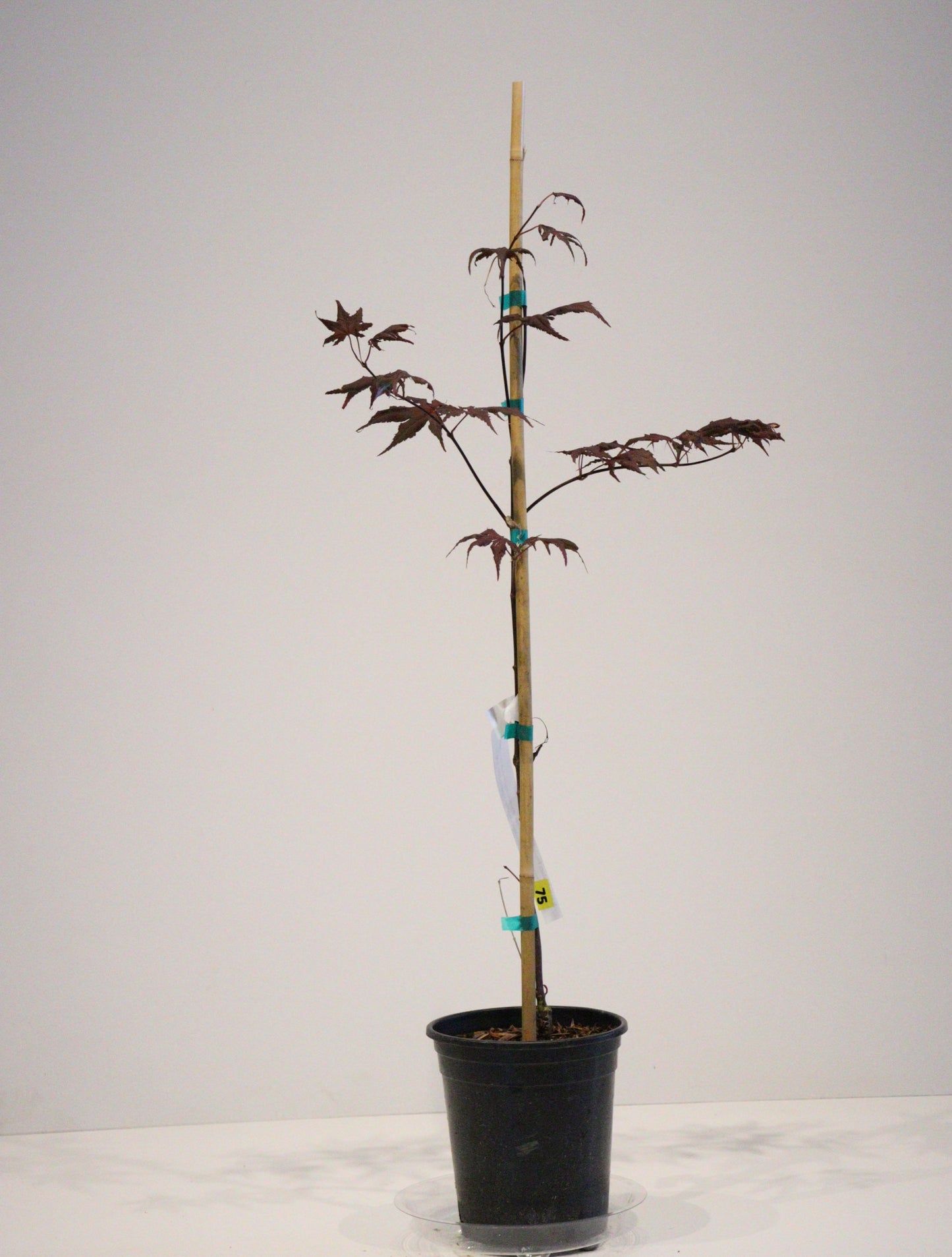 Acer palmatum Frosted Purple