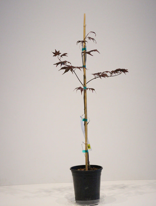 Acer palmatum Frosted Purple