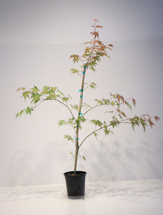 Acer palmatum Chuguji