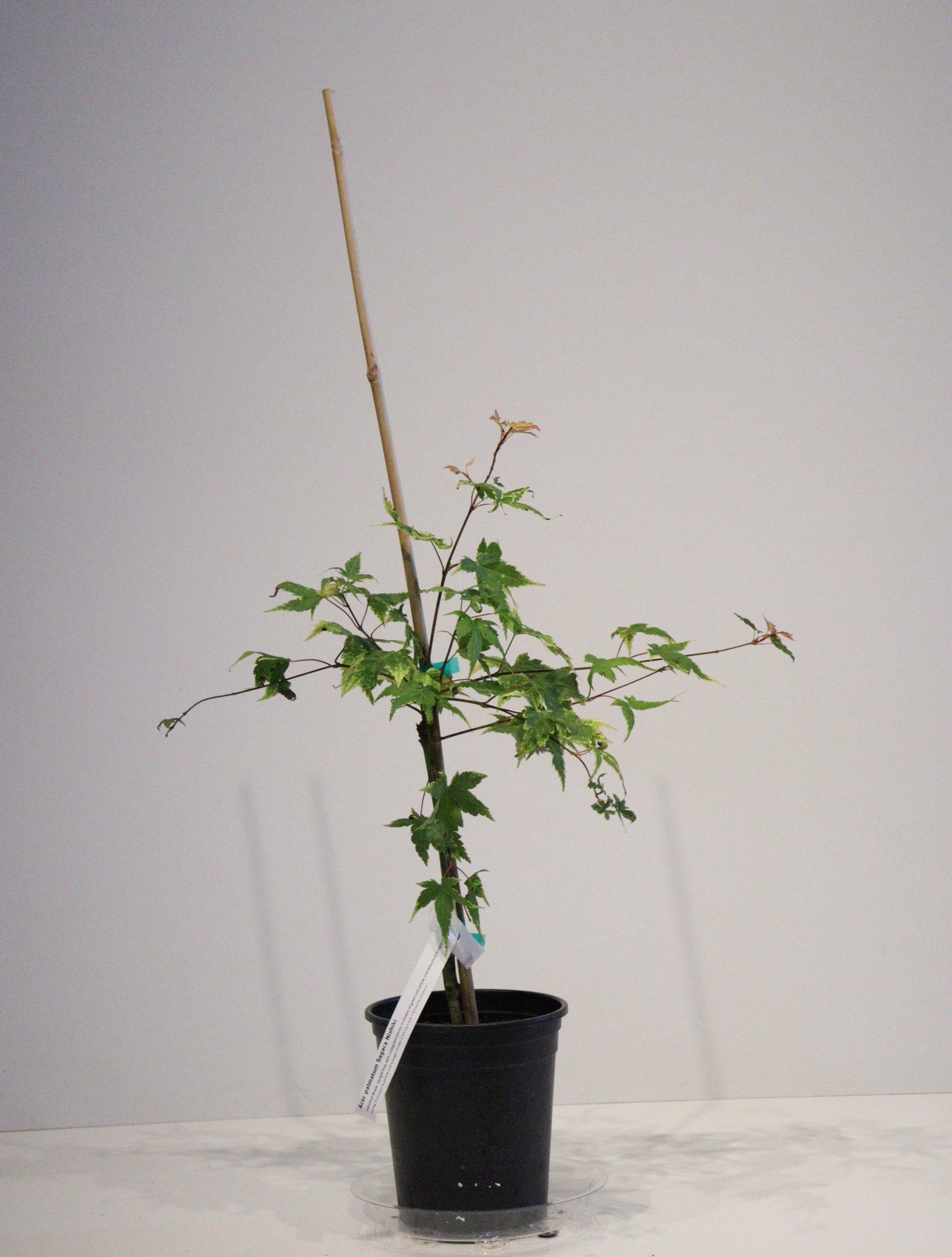 Acer palmatum Sagara Nishiki