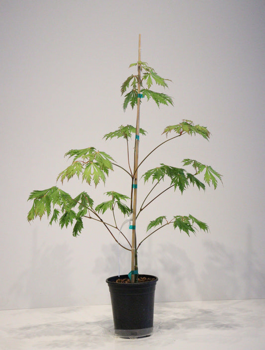 Acer japonicum Aconitifolium