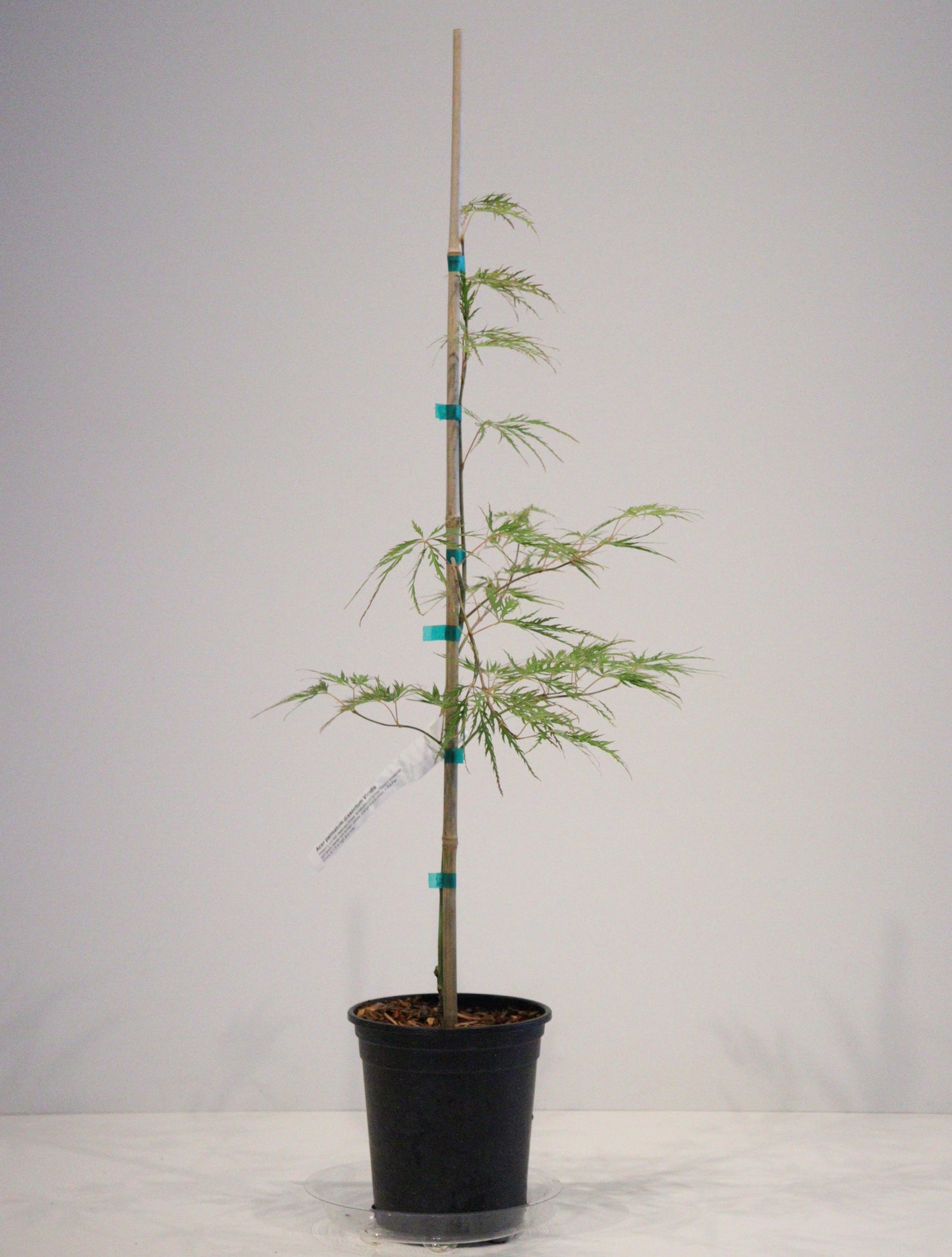 Acer Palmatum Dissectum Viridis