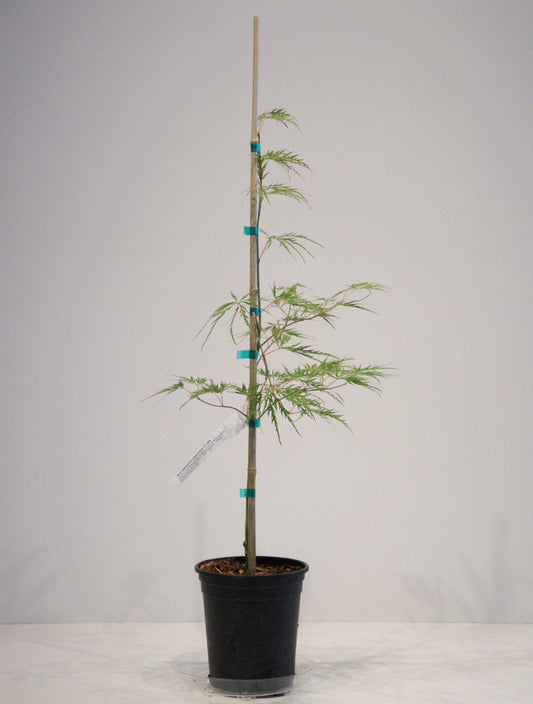 Acer Palmatum Dissectum Viridis