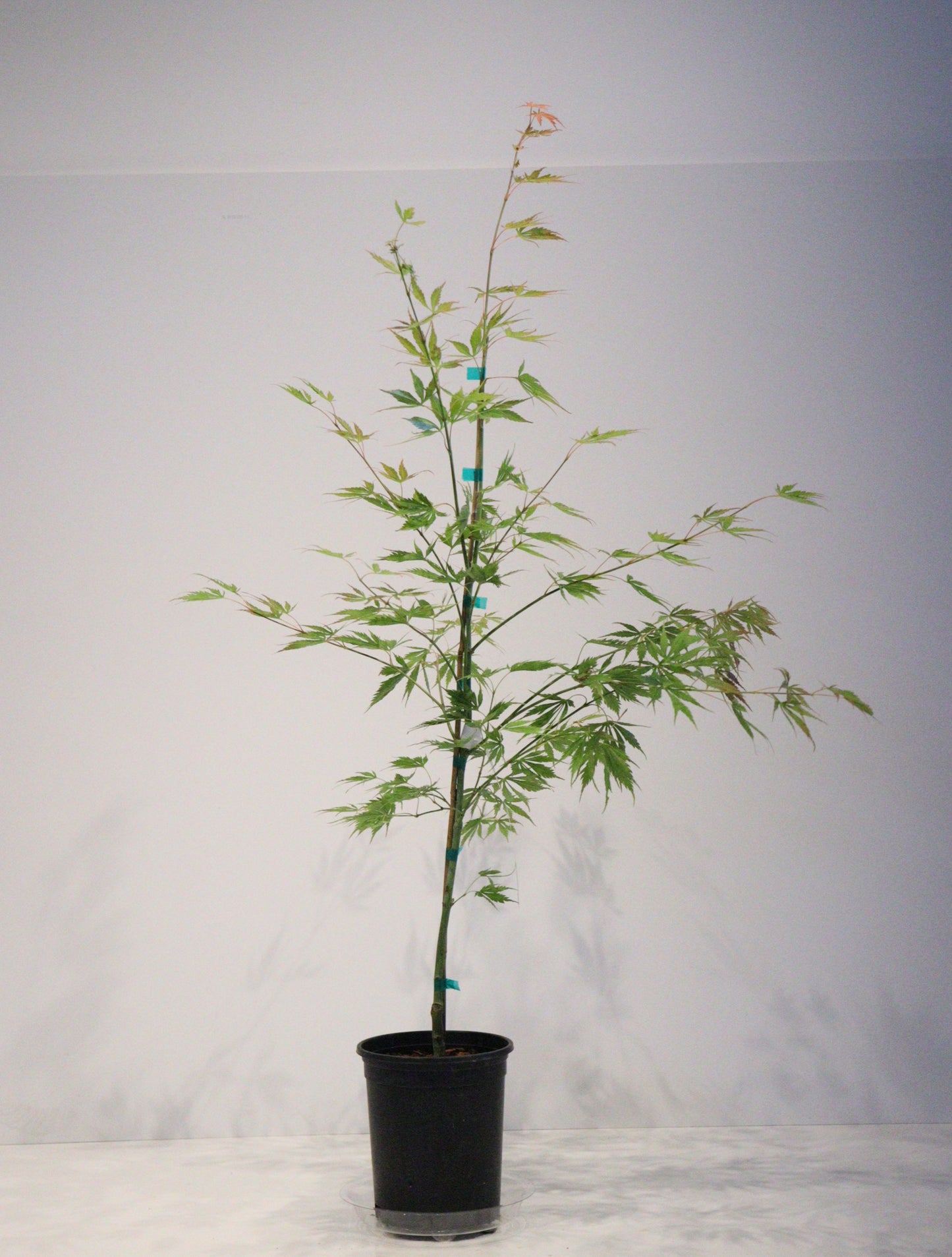 Acer palmatum Omure-yama