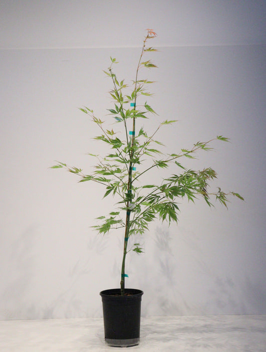 Acer palmatum Omure-yama