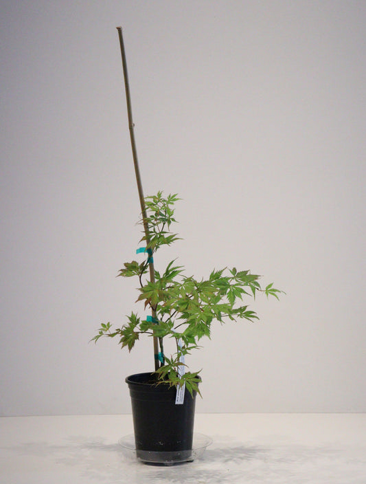 Acer palmatum Ariadne
