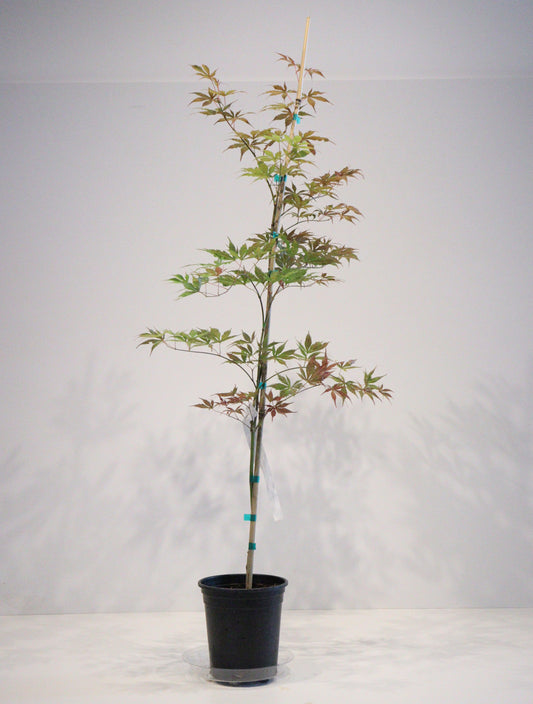 Acer palmatum Grandma Ghost