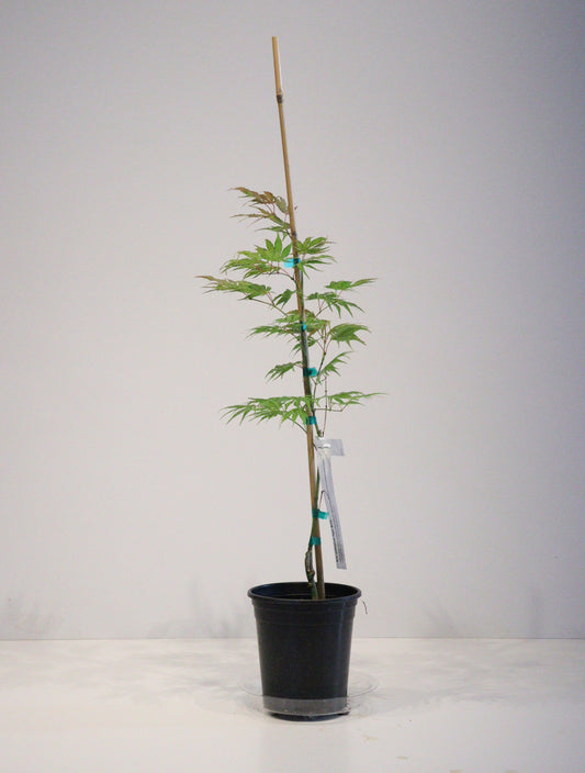 Acer palmatum Tiger Rose
