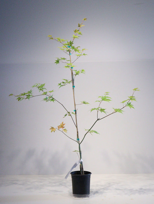 Acer palmatum Saotome