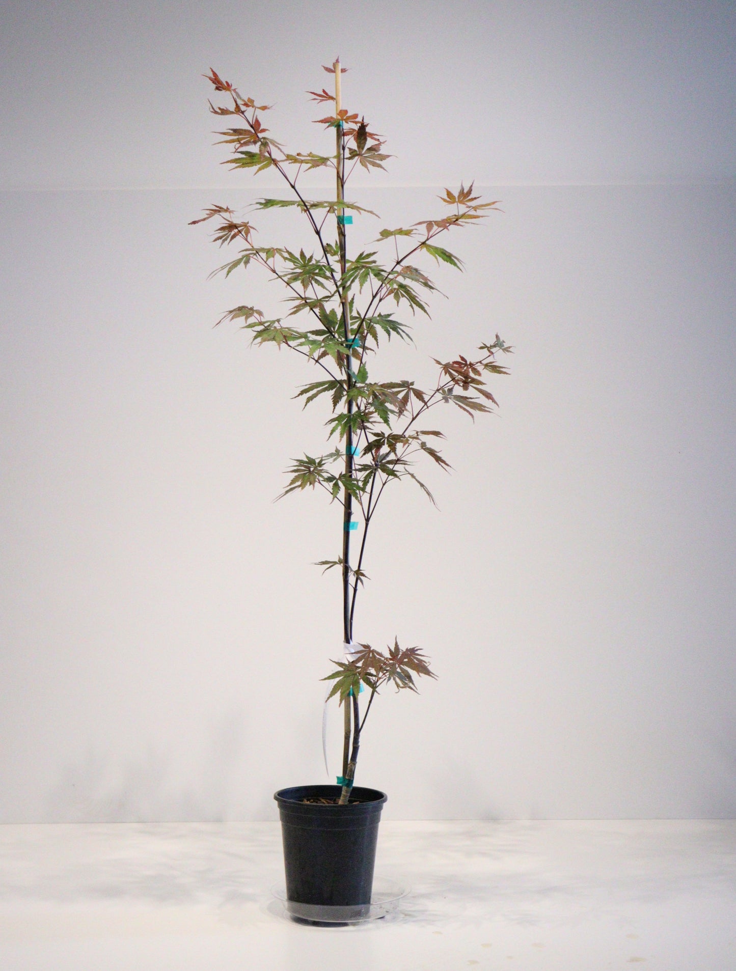 Acer shirasawanum Seasons of Change