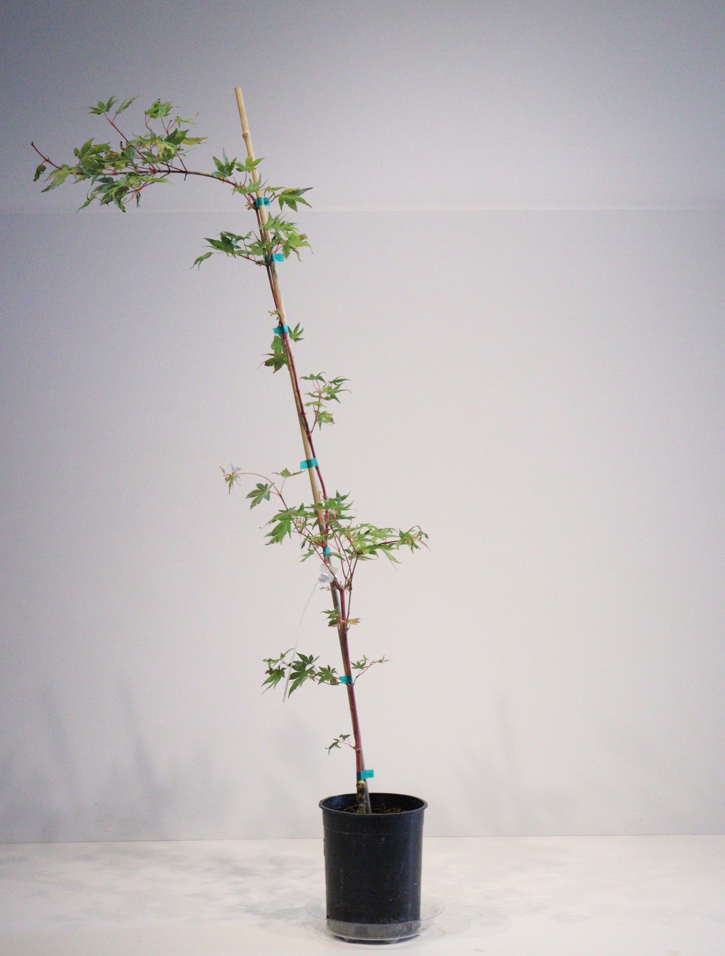 Acer palmatum Gold Digger