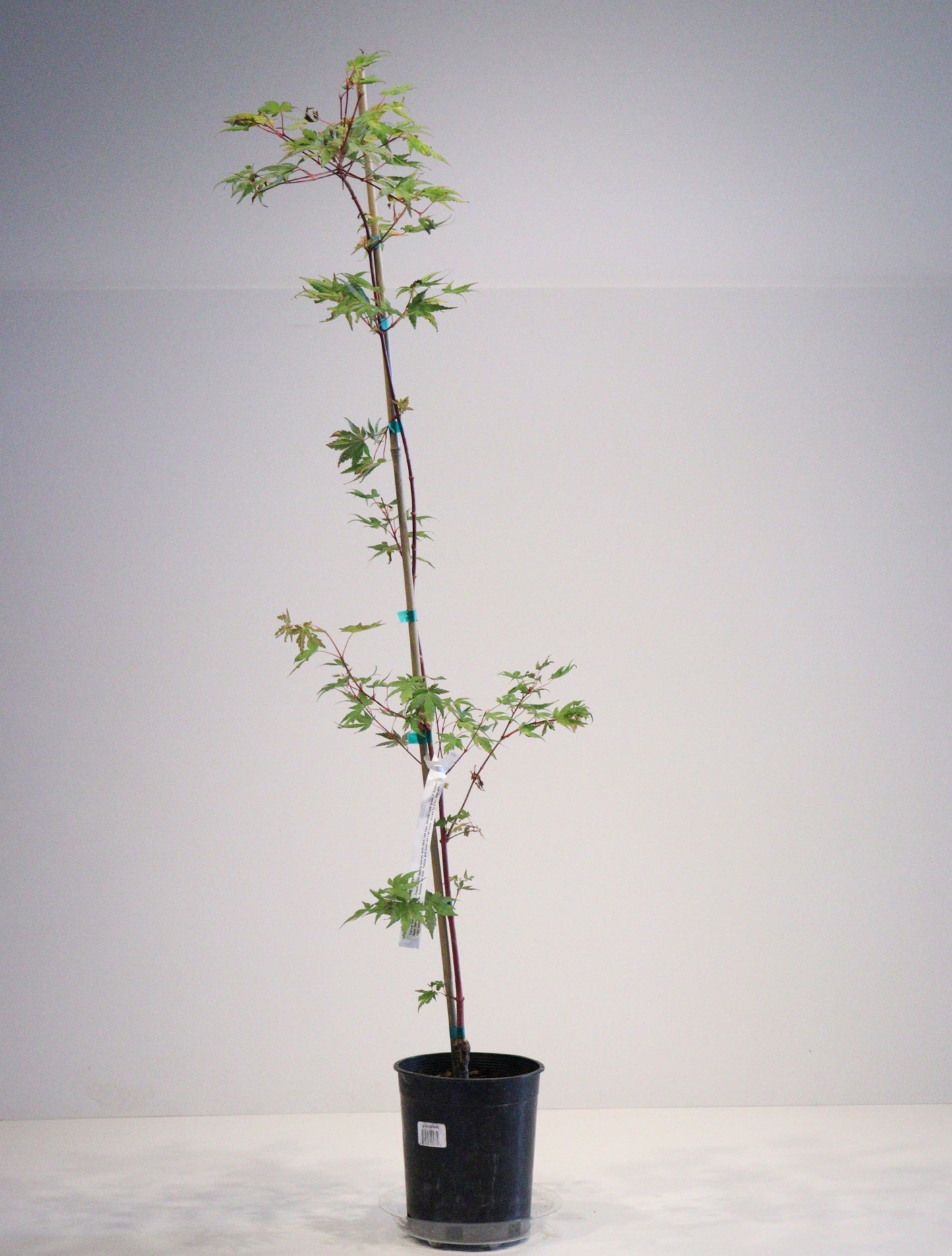 Acer palmatum Gold Digger