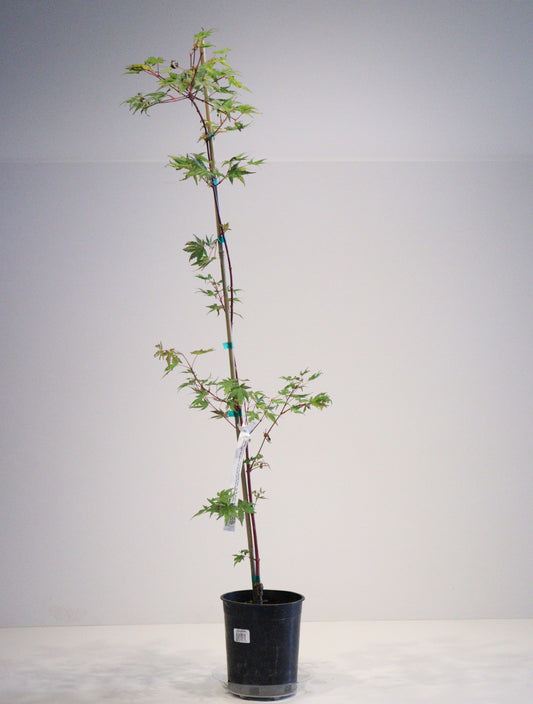 Acer palmatum Gold Digger