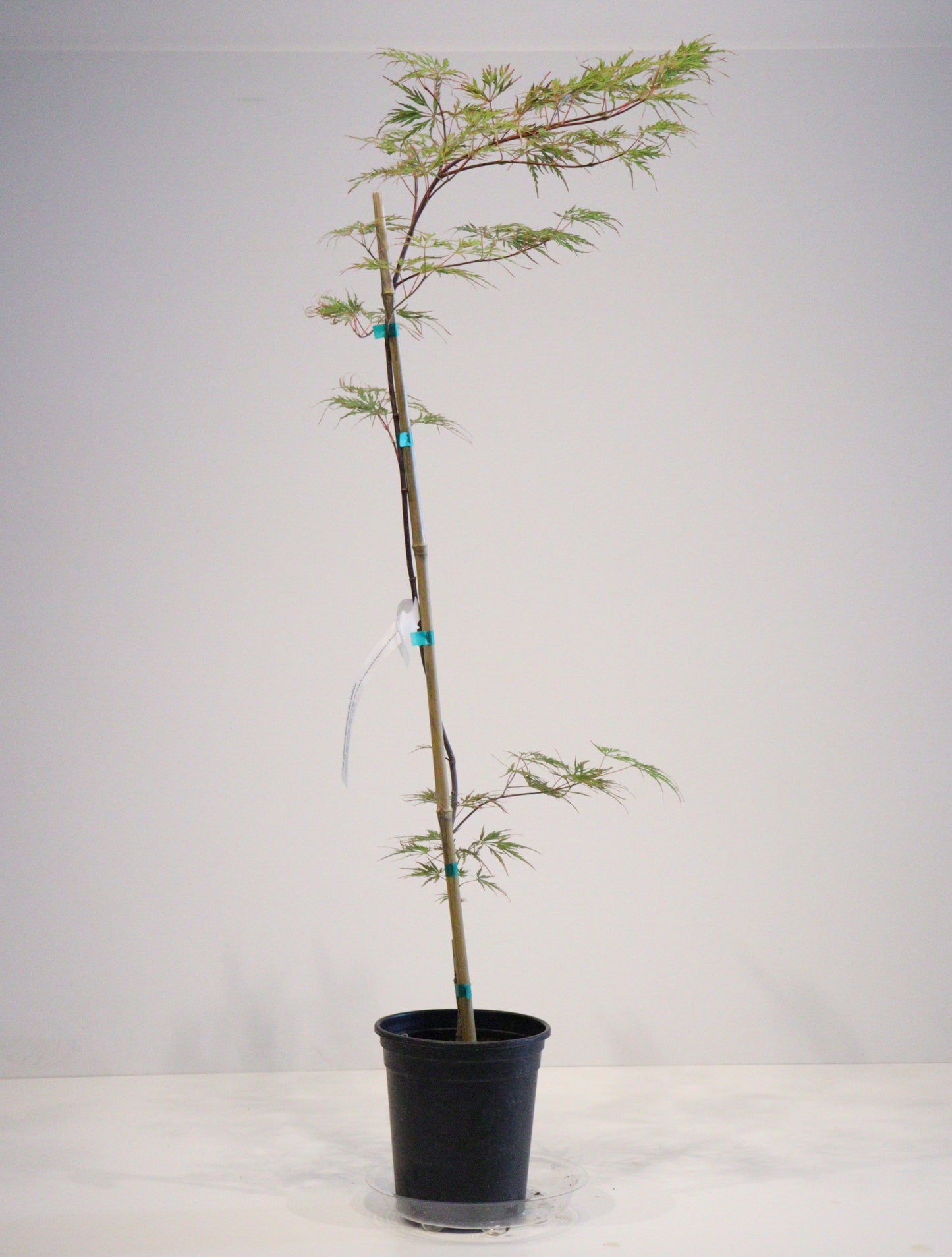 Acer palmatum dissectum Shu Shidare