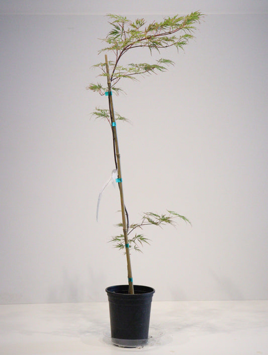 Acer palmatum dissectum Shu Shidare