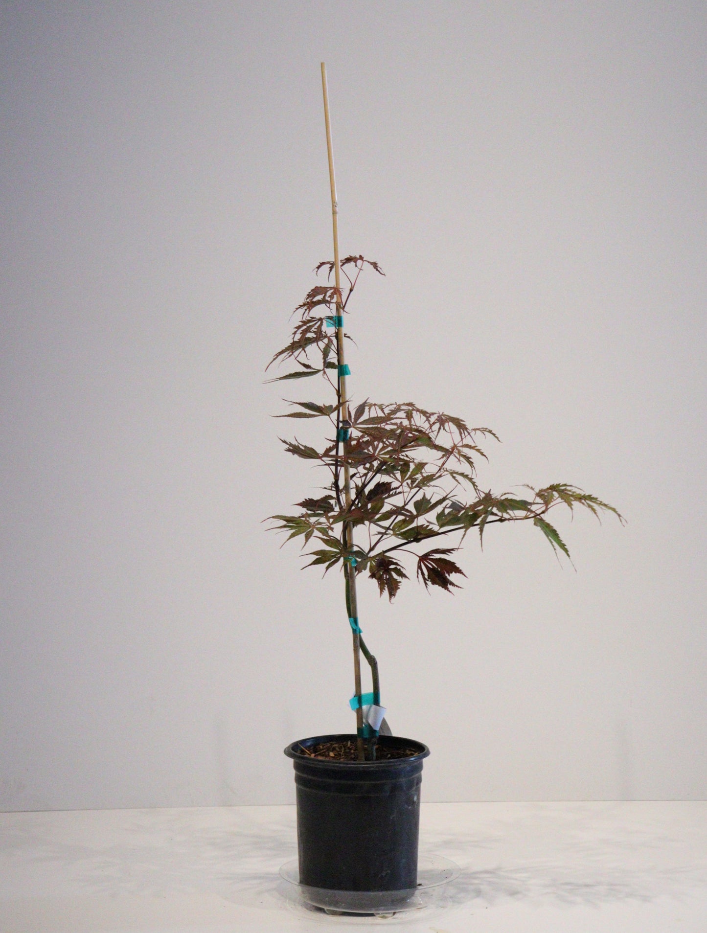 Acer palmatum Earthfire
