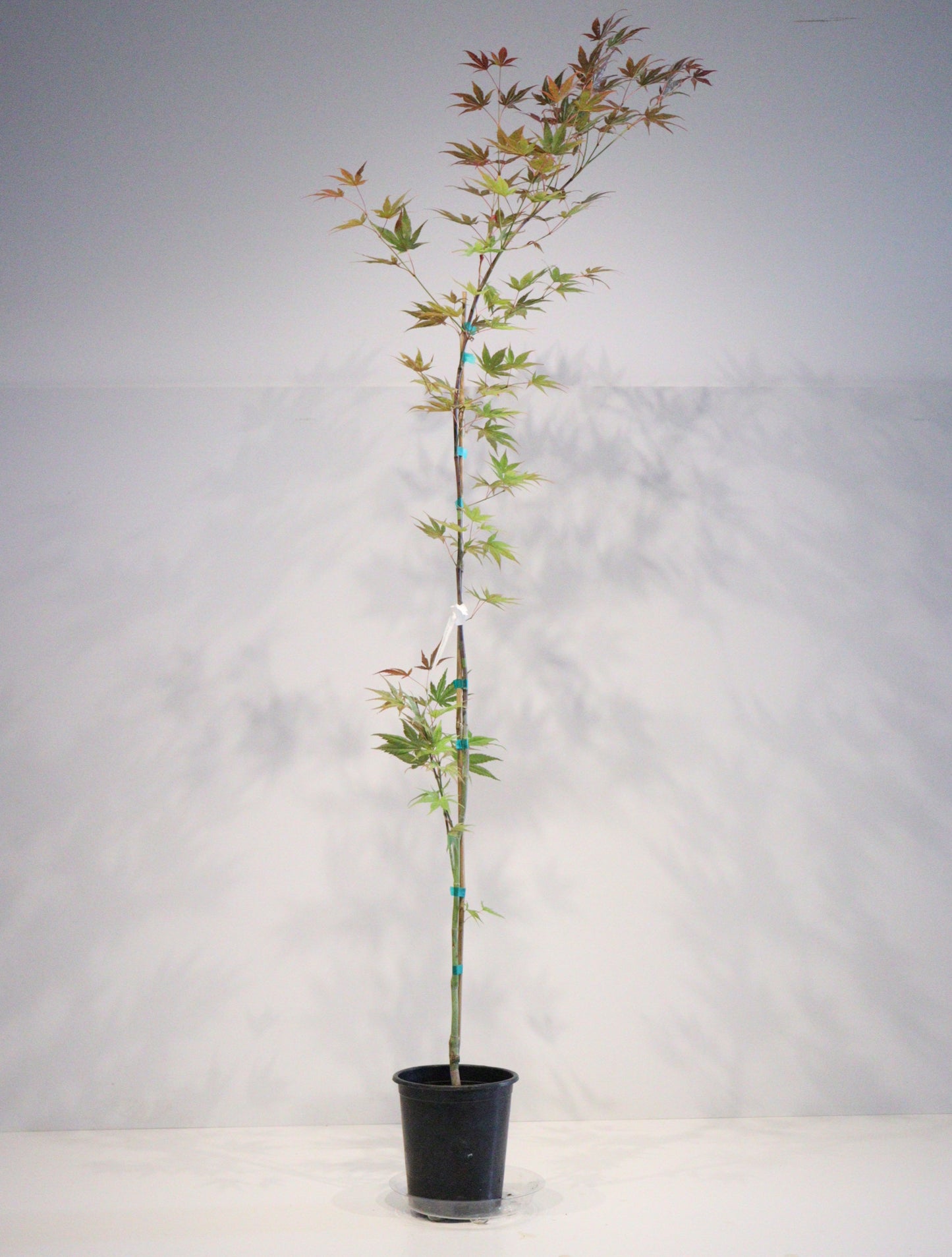 Acer palmatum Gaki no sugi