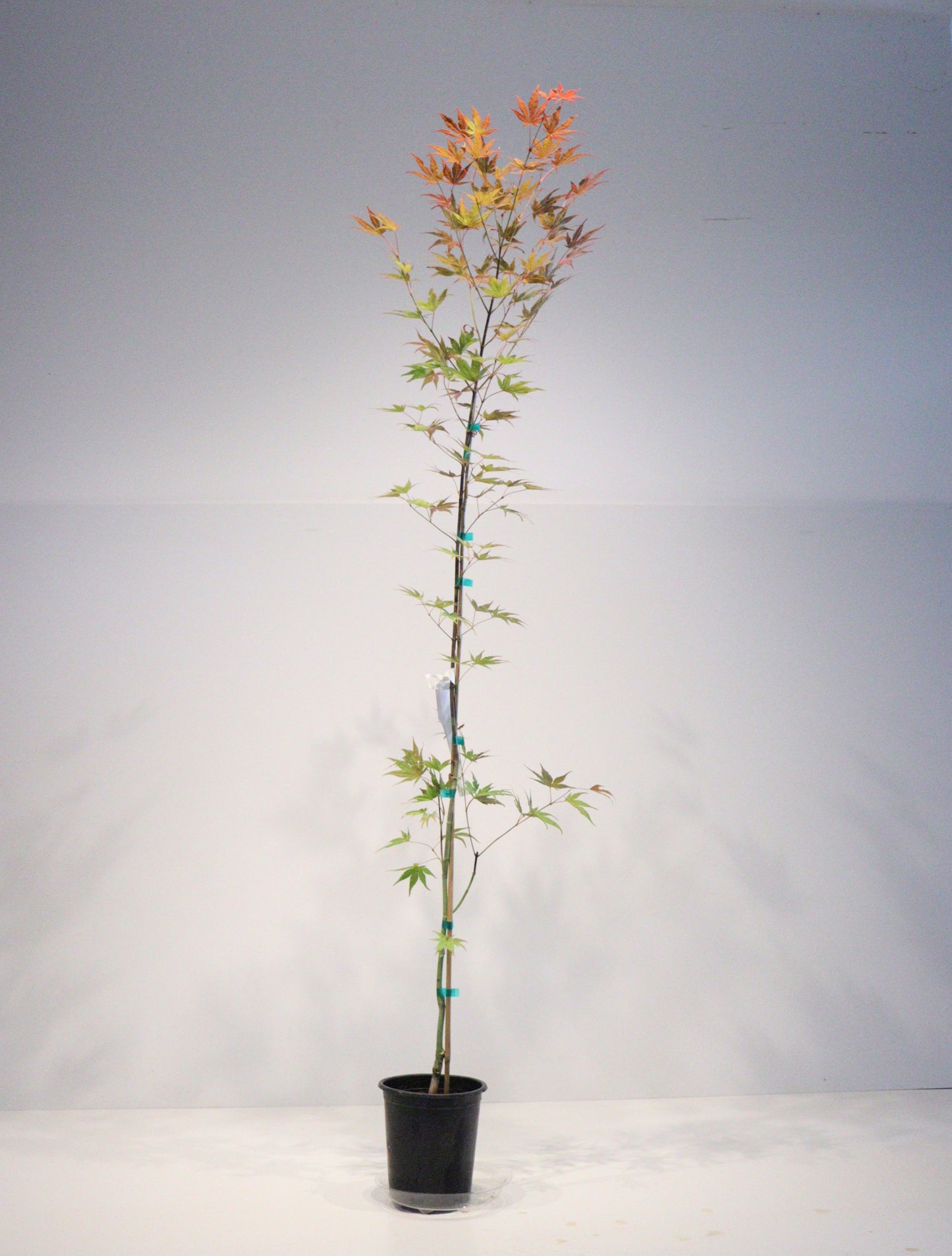 Acer palmatum Gaki no sugi