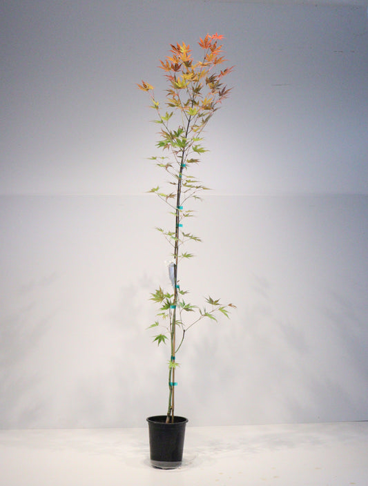 Acer palmatum Gaki no sugi