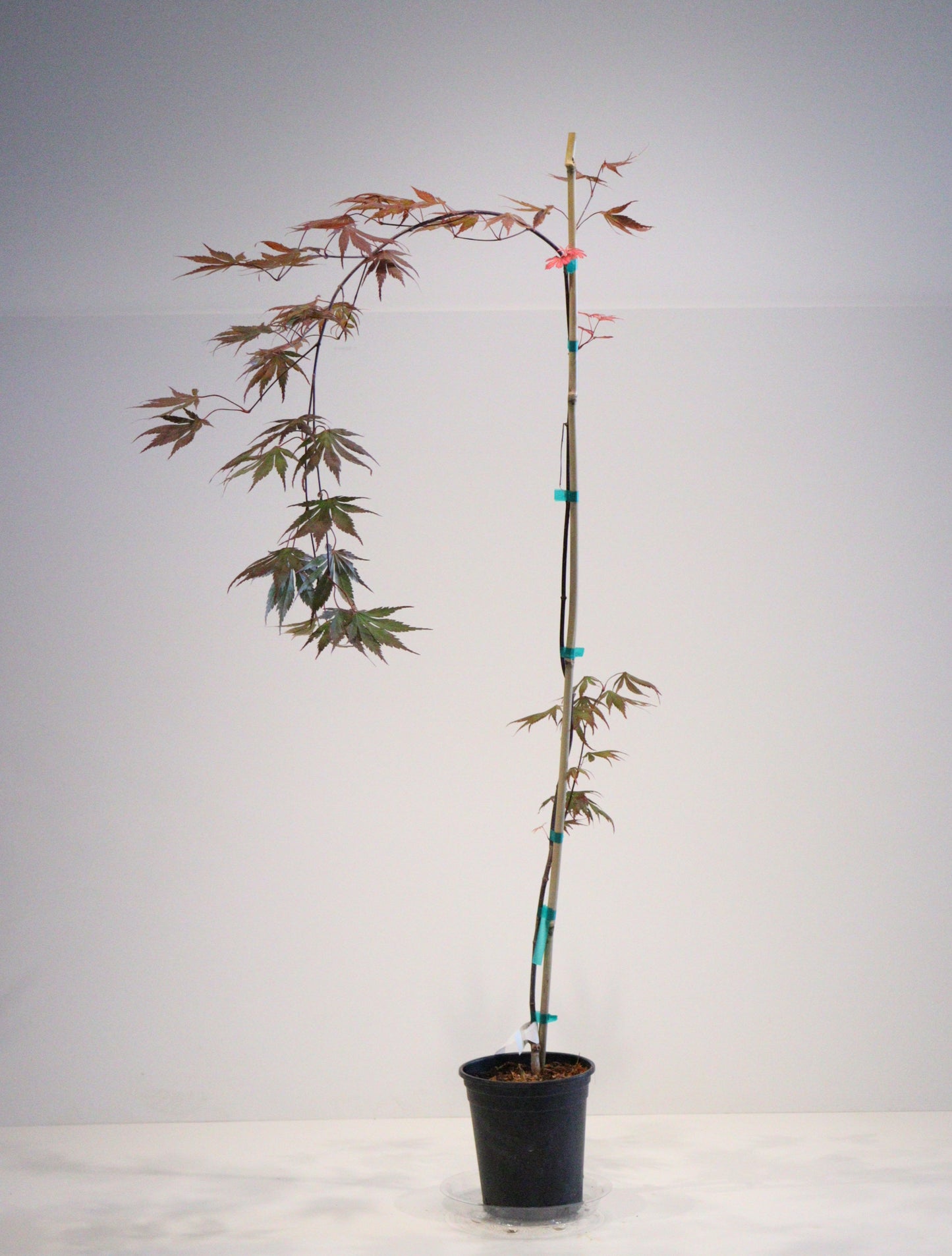 Acer shirasawanum Shira Red