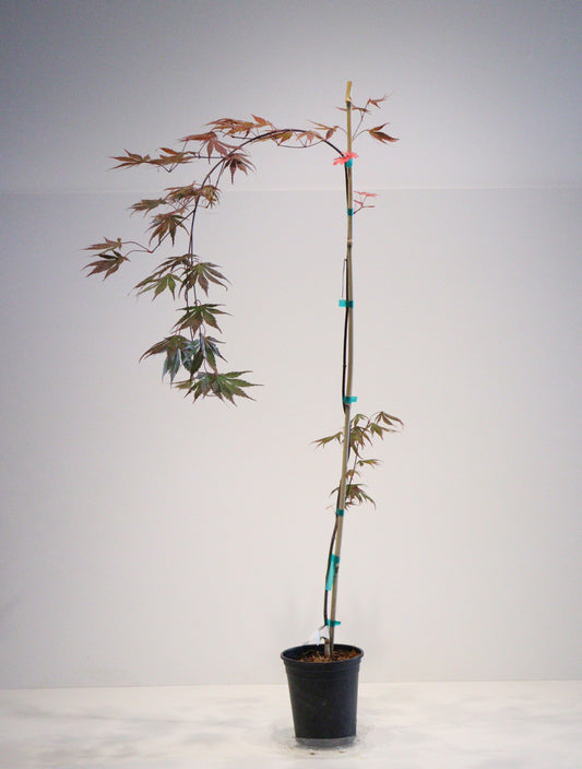 Acer shirasawanum Shira Red