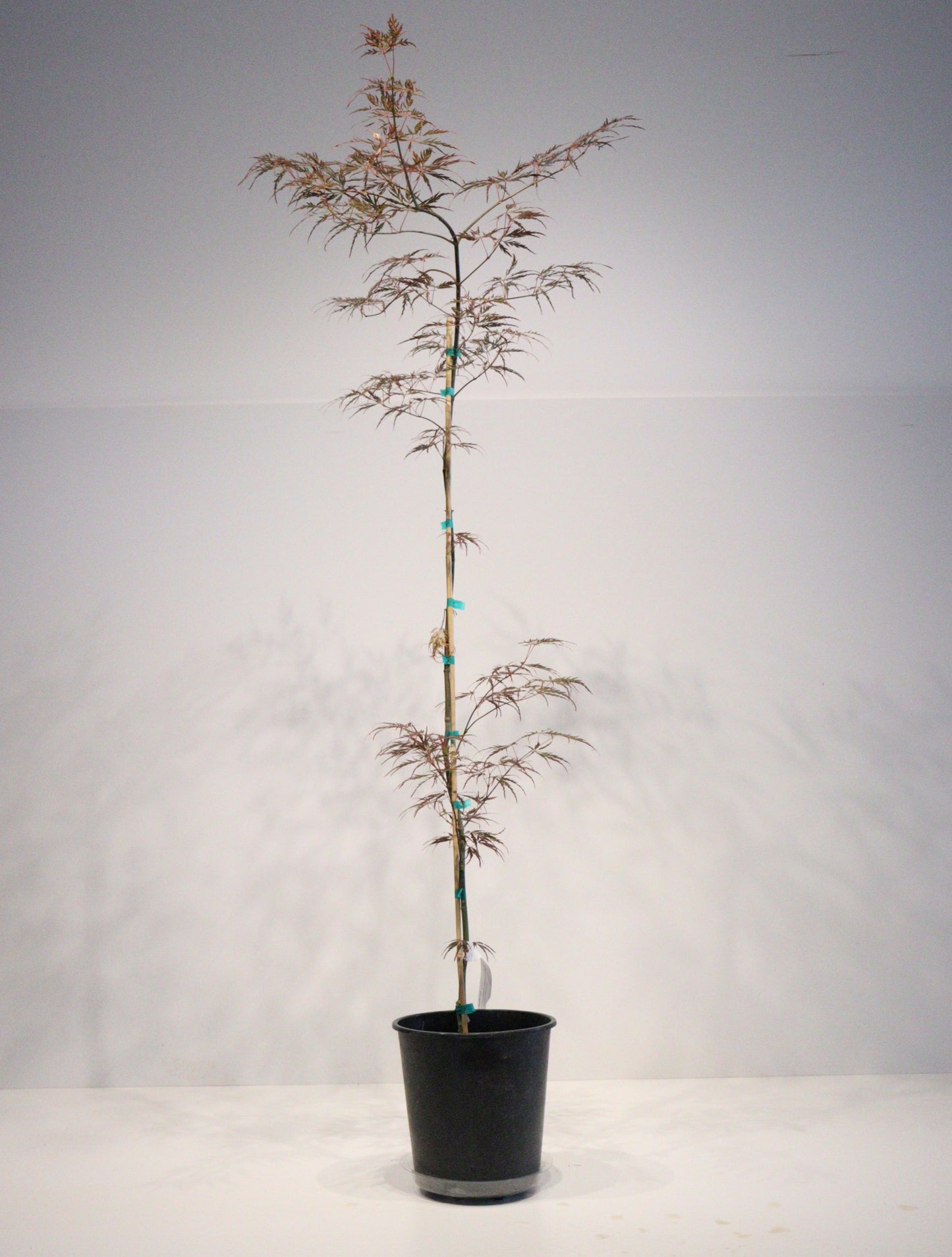 Acer palmatum dissectum English Lace