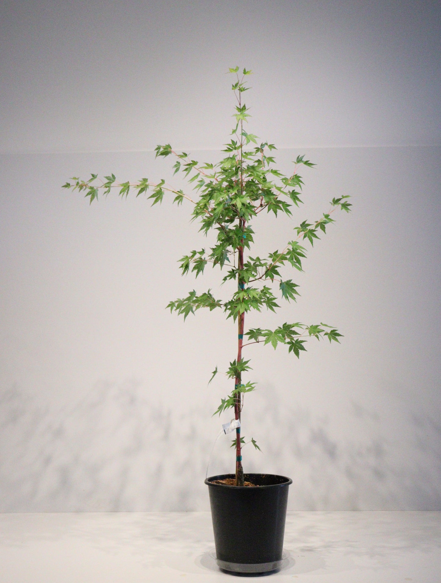 Acer palmatum Gold Digger