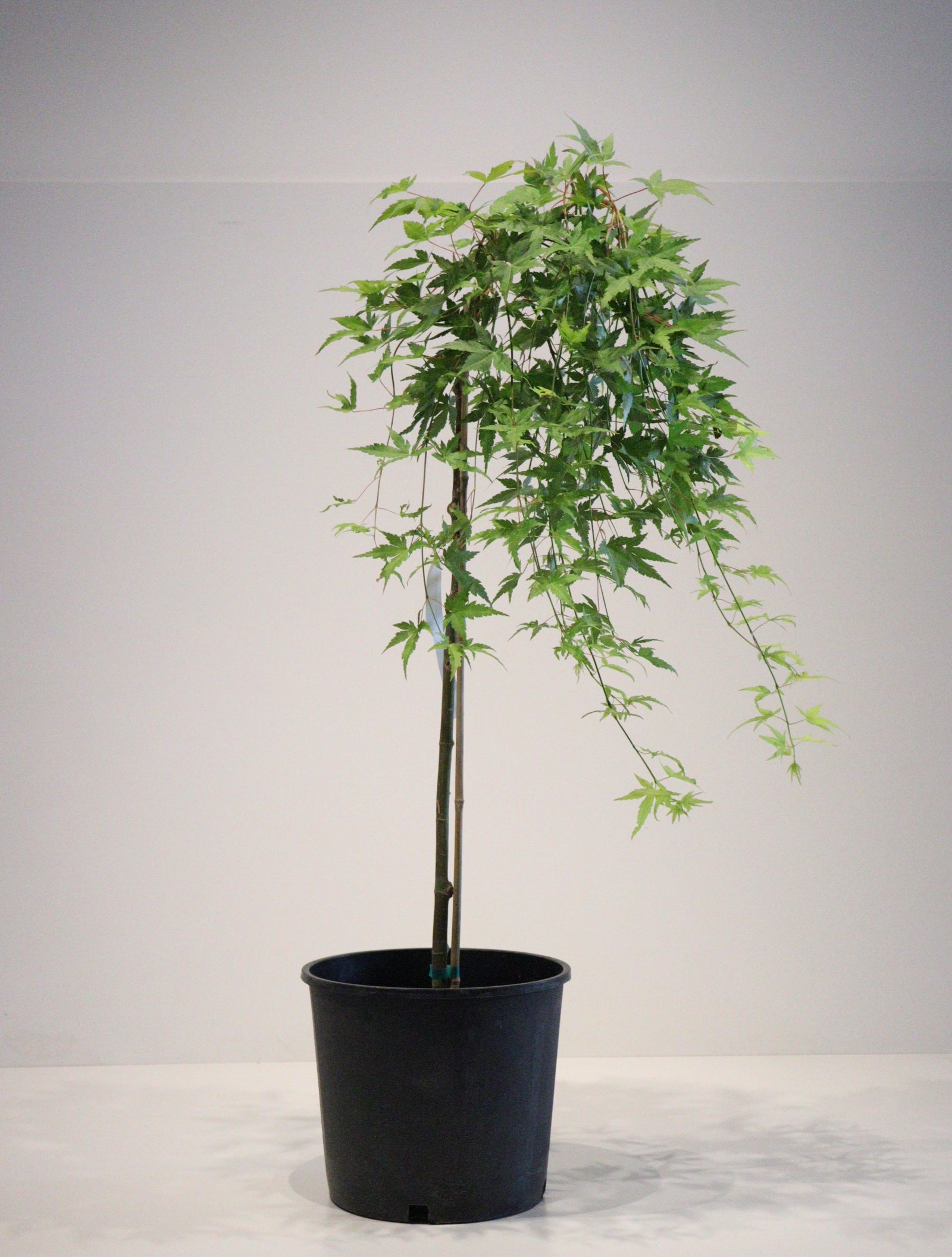 apanese Maple Toronto | Rare & Premium Maple Trees GTA | Z Force