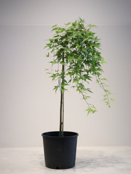 Acer Shirasawanum 'Ryusen'