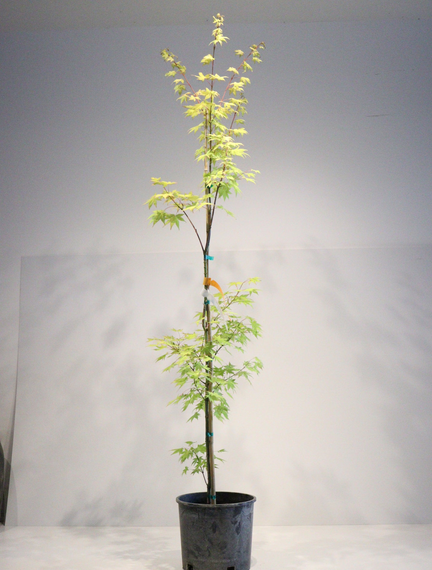 Acer palmatum Summer Gold