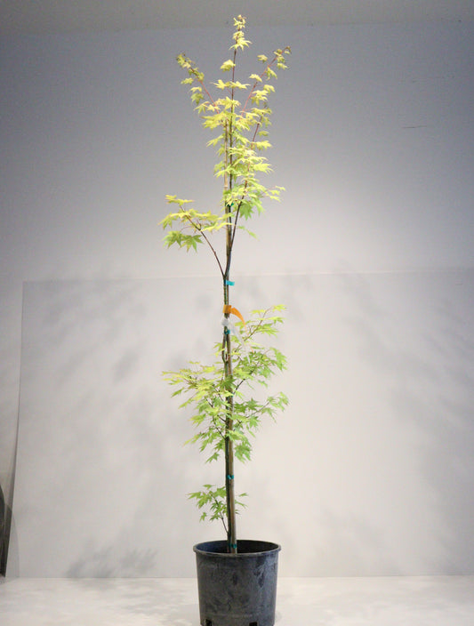 Acer palmatum Summer Gold