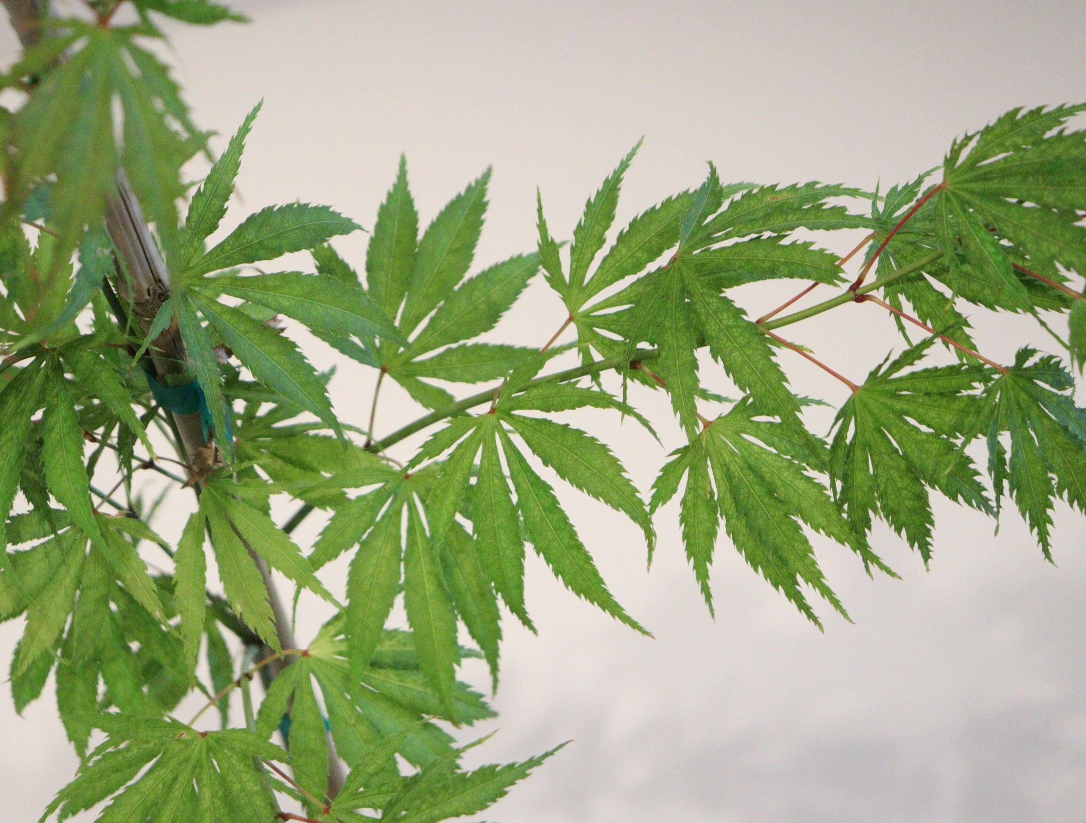 Specialty Japanese Maple – Page 2 – zforcefarm