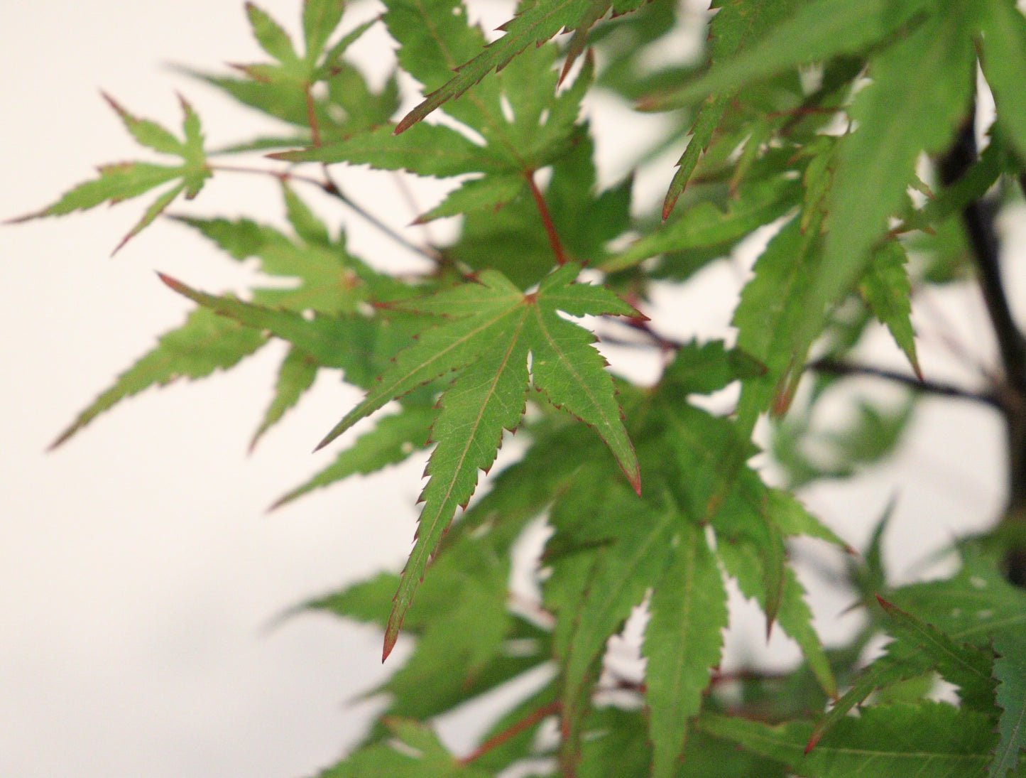 Acer palmatum Kuro hime
